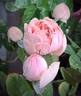 Charming Piano rose photo