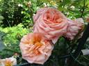 Dixieland Linda rose photo