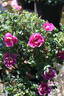 Peter Boyd rose photo