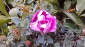 Peter Boyd rose photo