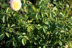 Blushed Yellow rose photo