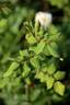 Breathless Charm rose photo
