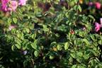 Asteropé rose photo