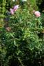 Bass Tone rose photo