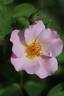 Bass Tone rose photo