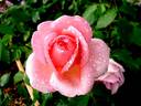 Bobino rose photo