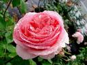 Bobino rose photo