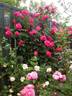 Party Hardy rose photo