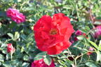 Adelaide Hoodless rose photo