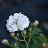 Baltimore Belle rose photo