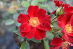 Bienenweide Rot rose photo