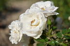 Hella rose photo