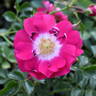 Lipstick rose photo