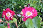 Lipstick rose photo