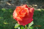 Ave Maria ® rose photo
