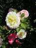 Aurore de Jacques-Marie ® rose photo