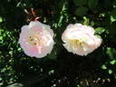 Aurore de Jacques-Marie ® rose photo