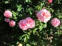 Eeuwige Passie rose photo