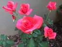 Vogue rose photo