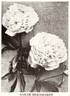 Sarah Bernhardt peony photo