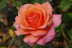 Albrecht Dürer rose photo