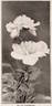 Fujinomine peony photo