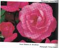 Koraburg rose photo