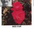 Red Fan rose photo