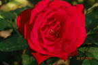 Erotika ® rose photo