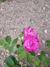 Den Koellede rose photo