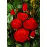 Chorus, Cl. rose photo
