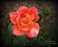 Boogie Woogie rose photo