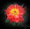 Boogie Woogie rose photo