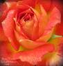Boogie Woogie rose photo