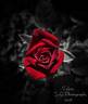 Salute ™ rose photo