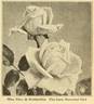 Miss Alice de Rothschild rose photo