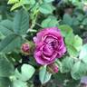 Capitaine John Ingram rose photo