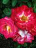 Heart 'n' Soul rose photo