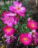 DayDream ™ rose photo