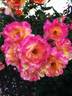 Citrus Splash ™ rose photo