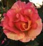 Citrus Splash ™ rose photo