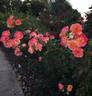 Citrus Splash ™ rose photo