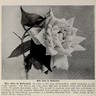 Miss Alice de Rothschild rose photo