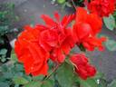 Diablotin ® rose photo