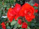 Diablotin ® rose photo