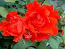 Diablotin ® rose photo
