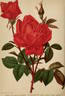 André Schwartz rose photo
