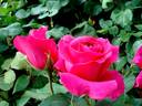 Roseraie de Blois ® rose photo