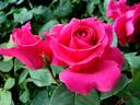 Roseraie de Blois ® rose photo