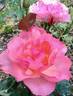 Mollie rose photo